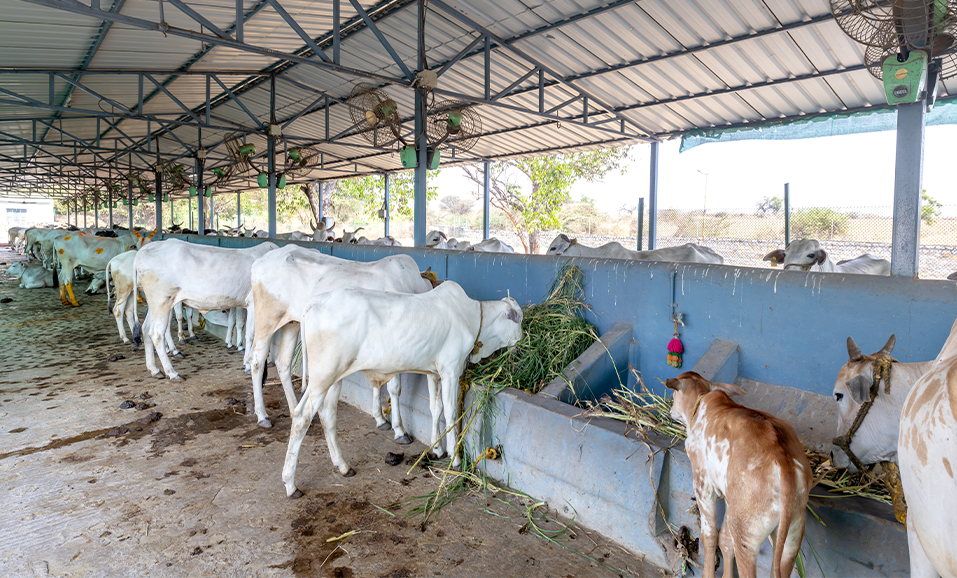 Govardhan Goshala